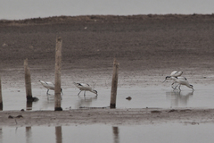 Recurvirostra avosetta