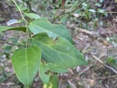 Cryptocarya triplinervis