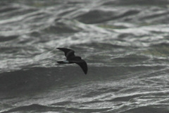 Hydrobates leucorhous