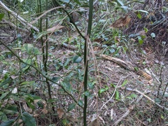 Cryptocarya triplinervis