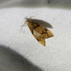 Gymnobathra hamatella