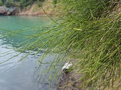 Carmichaelia australis