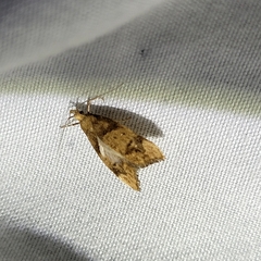 Gymnobathra hamatella