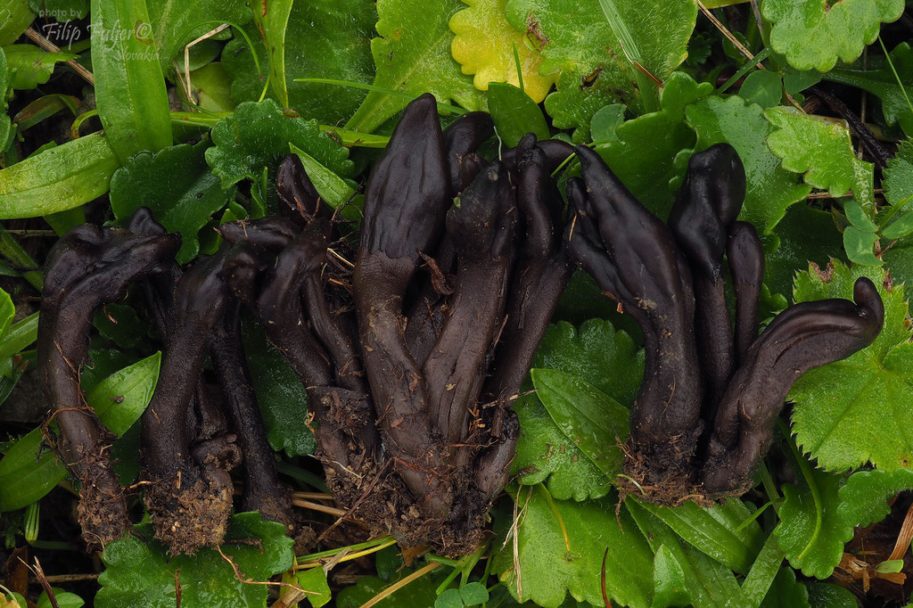dark-purple earthtongue