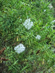 Veronica strictissima
