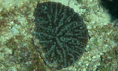 Mycetophyllia