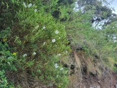 Veronica strictissima