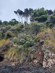 Veronica strictissima