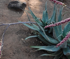 Aloe globuligemma