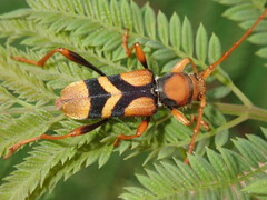 Aridaeus thoracicus