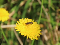 Asemosyrphus mexicanus