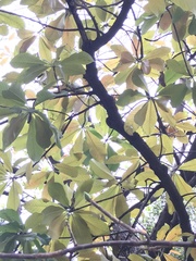 Couroupita guianensis