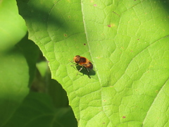 Palpada ruficeps