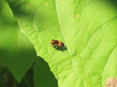 Palpada ruficeps