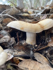 Lactarius alnicola