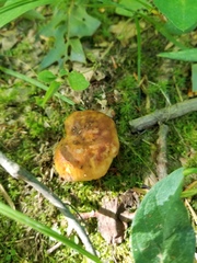 Russula foetentula