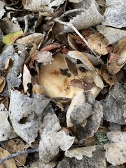 Lactarius alnicola