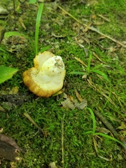 Russula foetentula