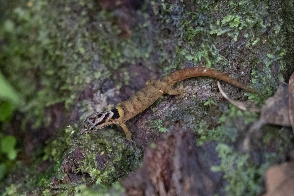 Saint Lucia Least Gecko