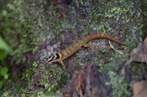 Saint Lucia Least Gecko