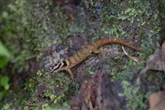 Sphaerodactylus microlepis