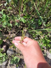 Epilobium pseudorubescens