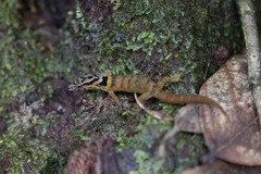 Sphaerodactylus microlepis
