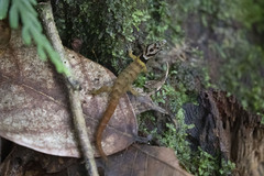 Sphaerodactylus microlepis