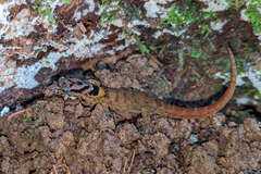 Sphaerodactylus microlepis