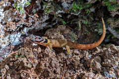 Sphaerodactylus microlepis