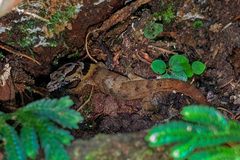 Sphaerodactylus microlepis
