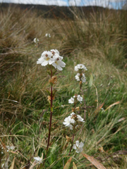 Euphrasia collina