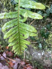 Polypodium vulgare