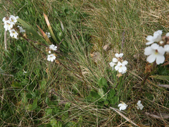 Euphrasia collina
