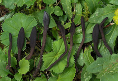 Geoglossum umbratile