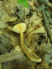 Lactarius fumosus