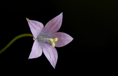 Wahlenbergia virgata