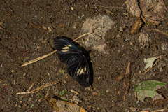 Altinote ozomene nox