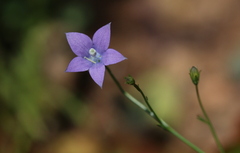 Wahlenbergia virgata