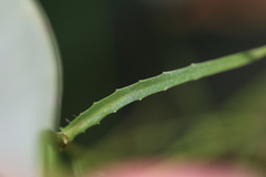 Wahlenbergia virgata