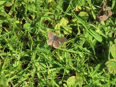 Hemiargus hanno