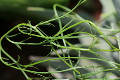 Wahlenbergia virgata