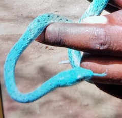 Philothamnus semivariegatus