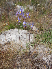 Cyanella hyacinthoides