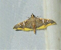 Prophantis androstigmata
