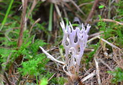 Ramariopsis pulchella