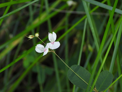 Lespedeza virgata