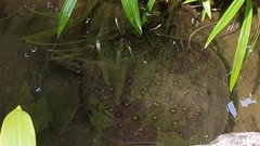 Potamotrygon motoro