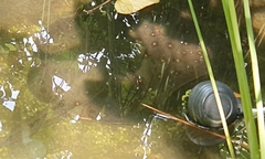 Potamotrygon motoro