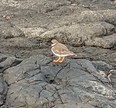 Charadrius hiaticula